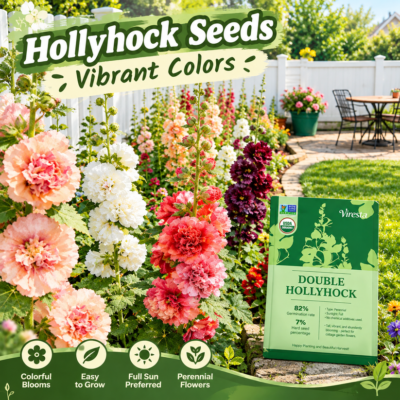 Viresta hollyhocks with pink and red flower colors
